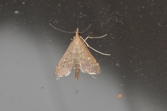 Dolicharthria punctalis