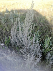 Artemisia dracunculus glauca