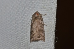 Ipimorpha retusa