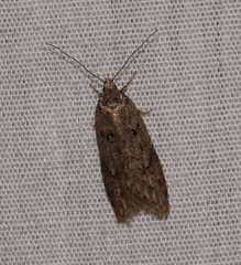Semioscopis megamicrella