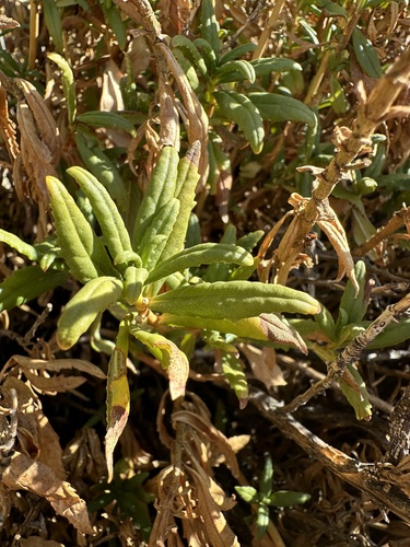Diplacus aridus, photograph 4