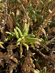 Diplacus aridus, photograph (c) Melanie J. Davis, some rights reserved (CC BY)
