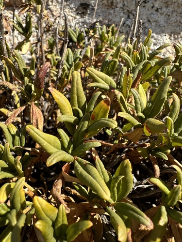Diplacus aridus
