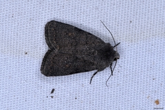 Caradrina flavirena