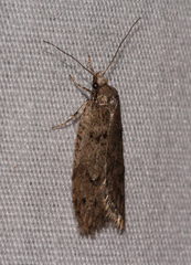 Semioscopis megamicrella