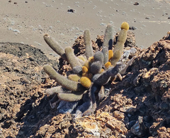 Brachycereus nesioticus