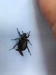 Osmoderma scabra