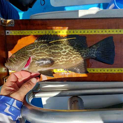 Broomtail grouper (Mycteroperca xenarcha) — Serranidae — 2