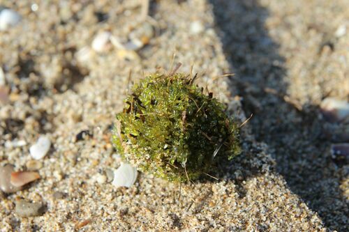 Valonia aegagropila observed 2024-12-01
