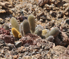 Brachycereus nesioticus