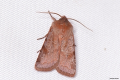 Cerastis rubricosa