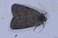 Caradrina flavirena