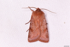 Cerastis rubricosa