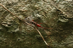Arrhenodini