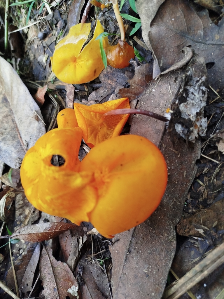 Marasmius hymenogloeus · November 2024 · photo: © bencostamagna (iNaturalist, cc-by)