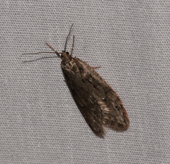 Semioscopis megamicrella