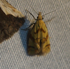 Phtheochroa vitellinana