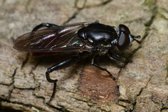 Chalcosyrphus piger