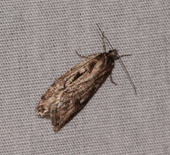 Semioscopis megamicrella