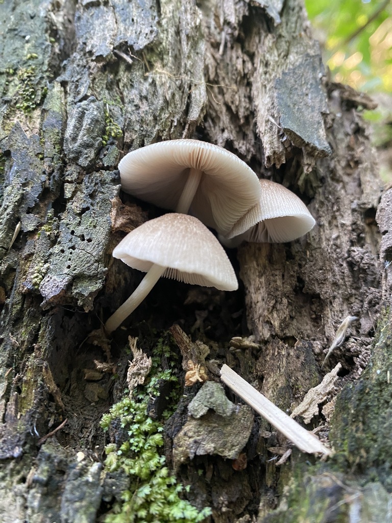 Pluteus longistriatus · October 2024 · photo: © carancho (iNaturalist, cc-by)