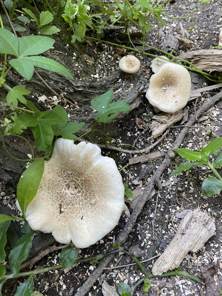 Lentinus tigrinus · October 2024 · photo: © carancho (iNaturalist, cc-by)
