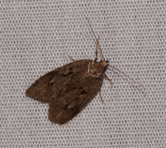 Semioscopis megamicrella