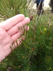 Serruria furcellata