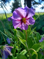 Lycianthes moziniana