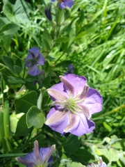 Lycianthes moziniana