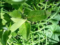 Lycianthes moziniana