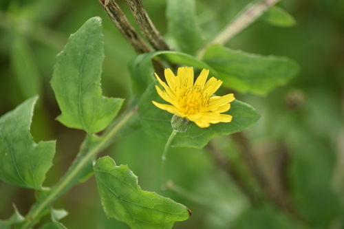 Slender sowthistle