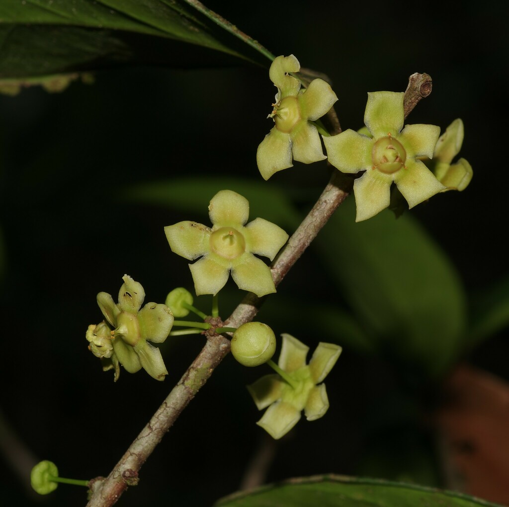 Salacia impressifolia