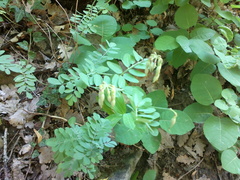 Coronilla coronata
