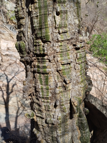 Pseudobombax marginatum (A.St.-Hil., A.Juss. & Cambess.) A.Robyns 3