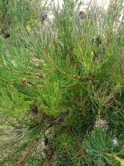 Serruria furcellata