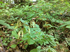 Coronilla coronata
