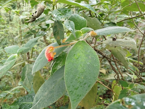 Image of Kohleria hirsuta by (c) Ben Costamagna, some rights reserved (CC BY)
