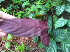 Marantaceae