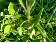 Lycianthes moziniana