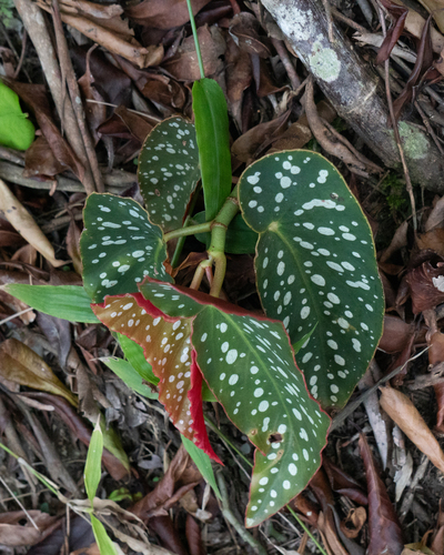 Begonia maculata