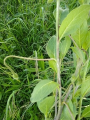 Lycianthes moziniana