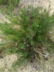 Serruria furcellata