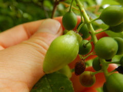 Contarinia virginianiae