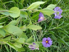 Lycianthes moziniana