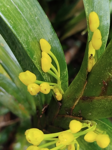 Image of Maxillaria aurea by (c) Ben Costamagna, some rights reserved (CC BY)