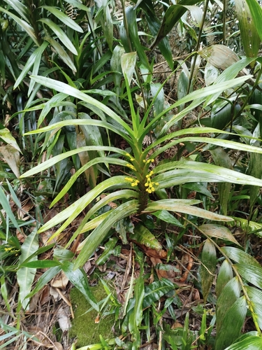 Image of Maxillaria aurea by (c) Ben Costamagna, some rights reserved (CC BY)