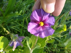 Lycianthes moziniana