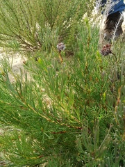 Serruria furcellata