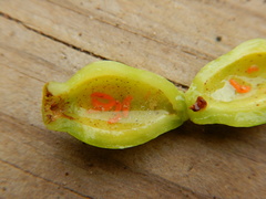 Contarinia virginianiae