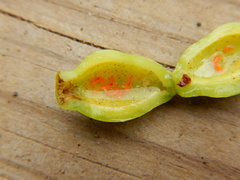 Contarinia virginianiae